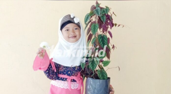 Tanaman Hias