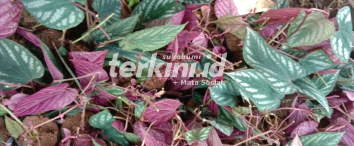 Ditengah Pandemi Ade Pete Budidaya Cissus Javana Sebagai Tanaman Hias dan Obat Herbal