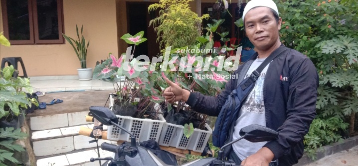 Ajis: Permintaan Tanaman Hias Terus Meningkatkan Untuk Kirim Ke Berbagai Daerah
