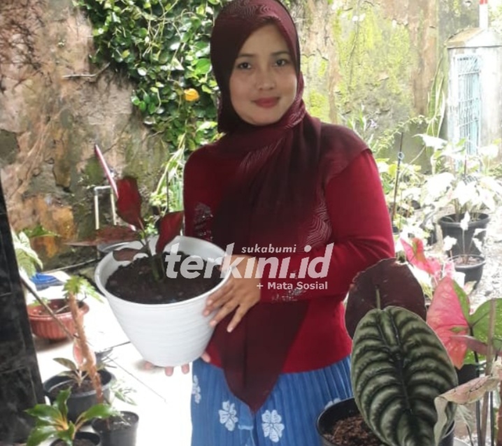 Ibu Rumah Tangga Meraup Cuan dari Tanaman Hias Lokal