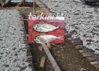 Ikan