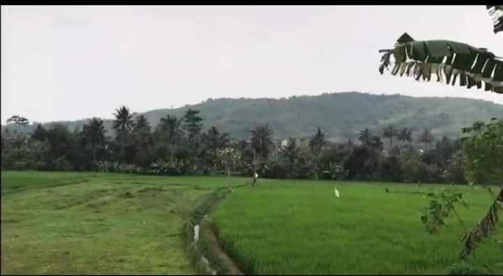 Dinas PU Pelaksana Kebijakan Infrastruktur, Ratusan Hektar Sawah di Kecamatan Cicantayan Terairi