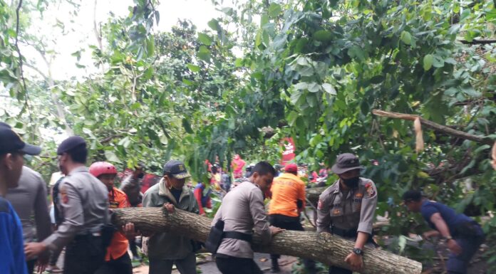 Satuan Samapta Polres Sukabumi dan Tim Gabungan Evakuasi Pohon Tumbang yang Menutup Akses Jalan polres sukabumi