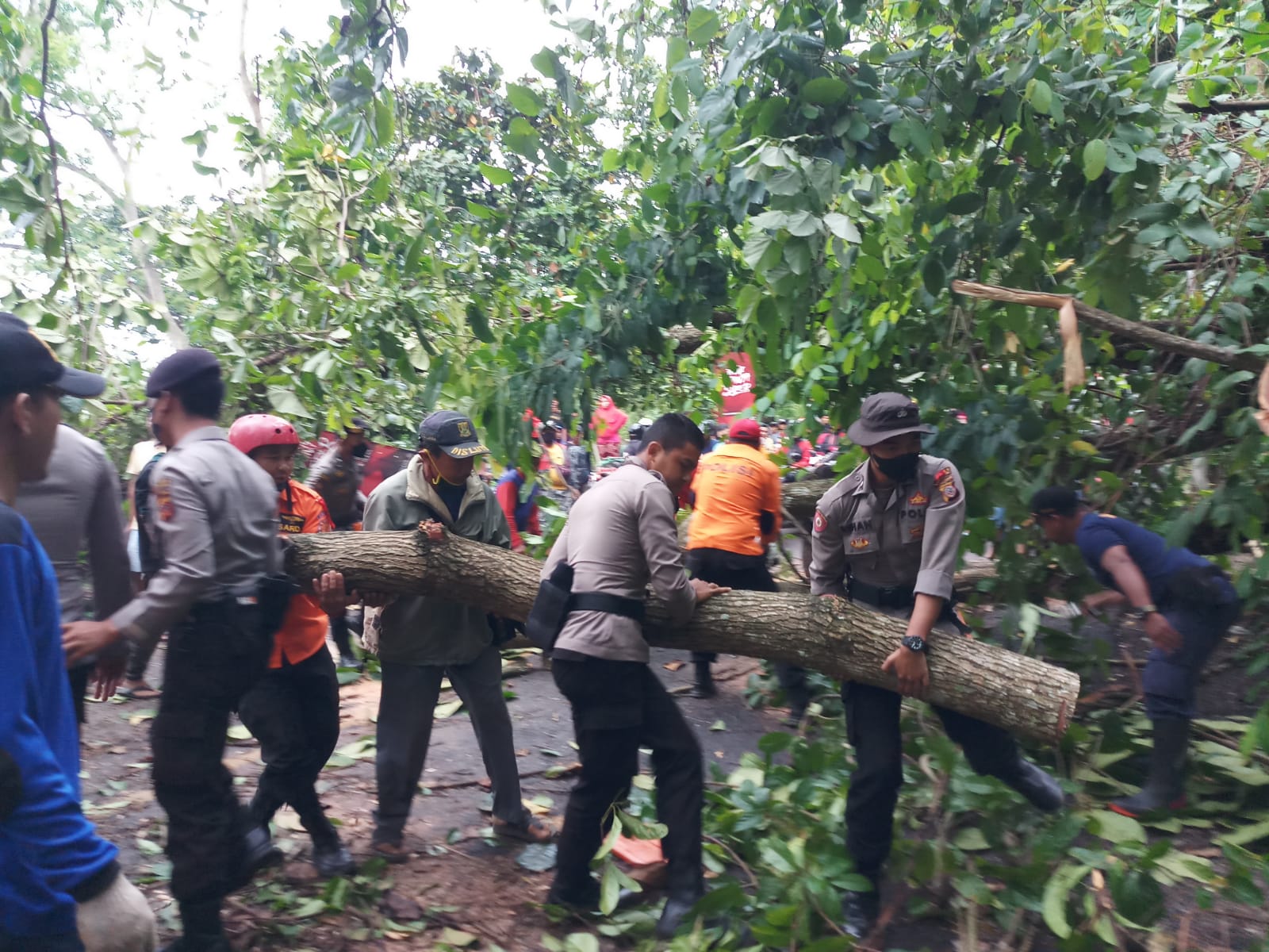 Satuan Samapta Polres Sukabumi dan Tim Gabungan Evakuasi Pohon Tumbang yang Menutup Akses Jalan