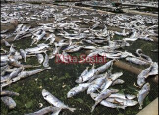 harga garam